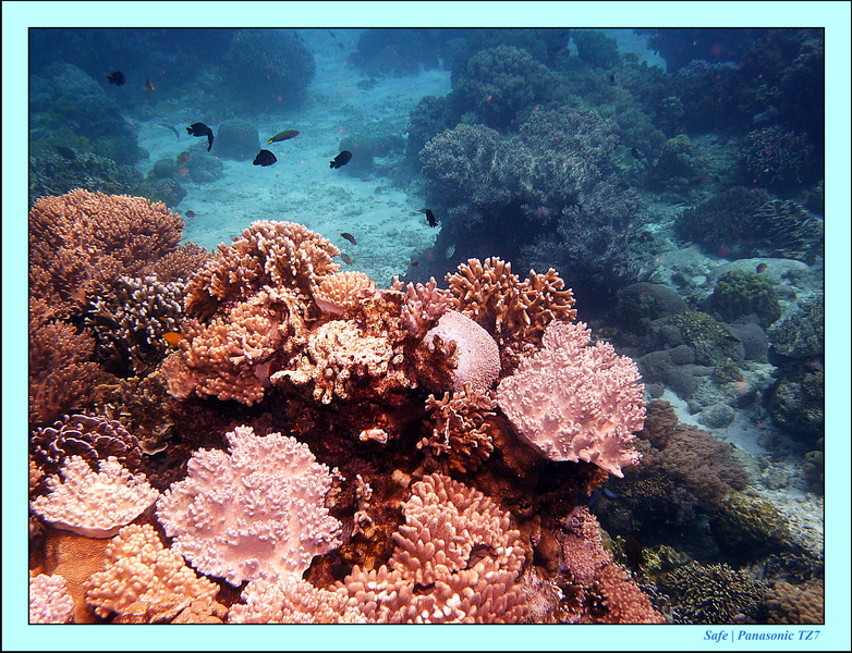 2012 - 07 - Apoh Island 08